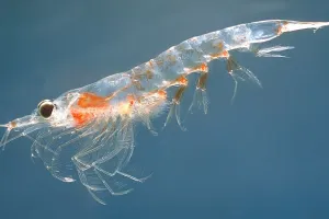 Meganyctiphanes norvegica